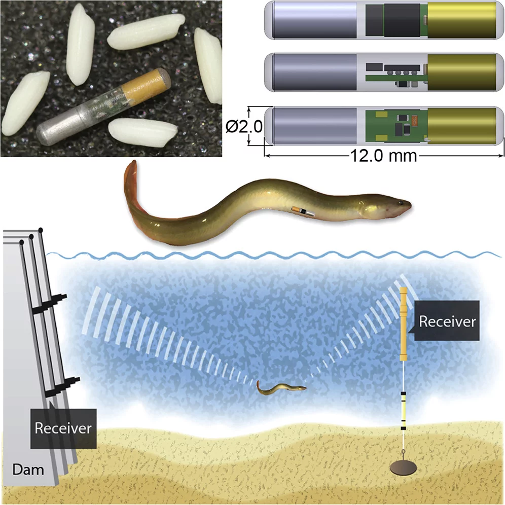 A diagram showing the ELAT tag's size relative to grains of rice, and its use in the wild