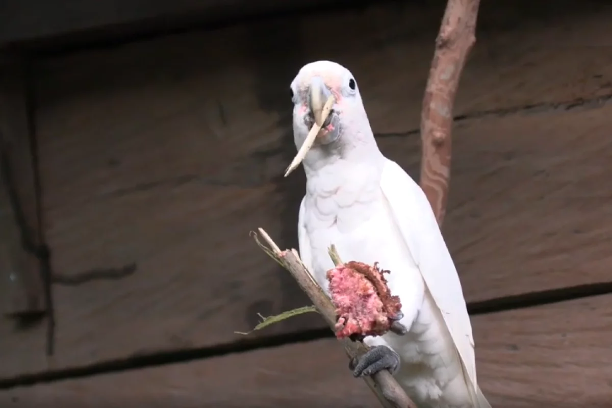 A Goffin's cockatoo crafting one of three tools to help it crack into fruit