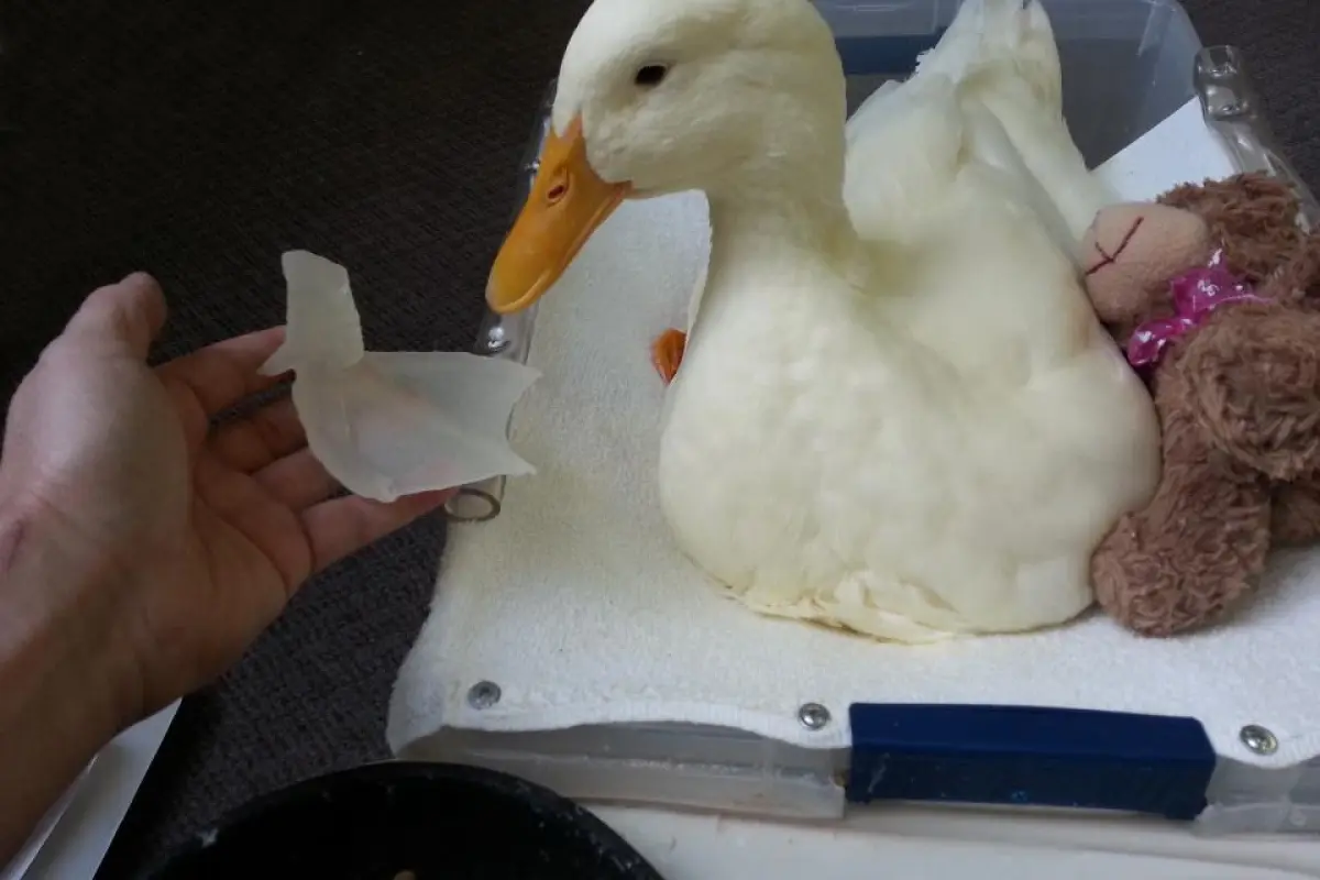 Buttercup poses with his 3D printed foot