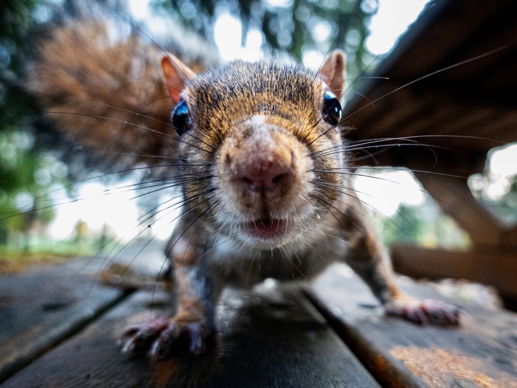 Brains of hibernating squirrels could reveal new treatments for stroke