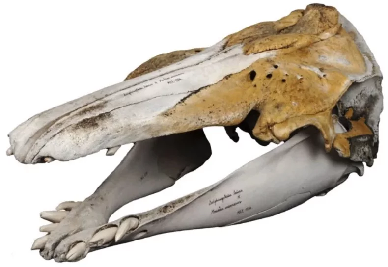 The hybrid's teeth are very different from those of a narwhal or beluga