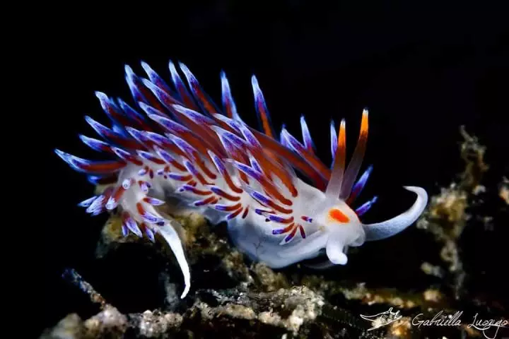 A Cratena peregrina nudibranch, which eats both hydroid polyps and the zooplankton that THEY eat