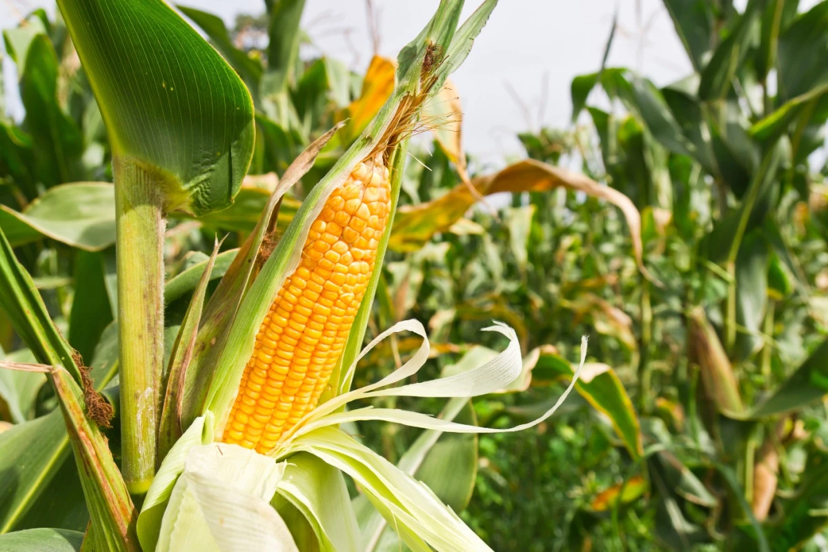 Reebok's Cotton + Corn shoes will be made from a corn-derived rubber, along with organic cotton