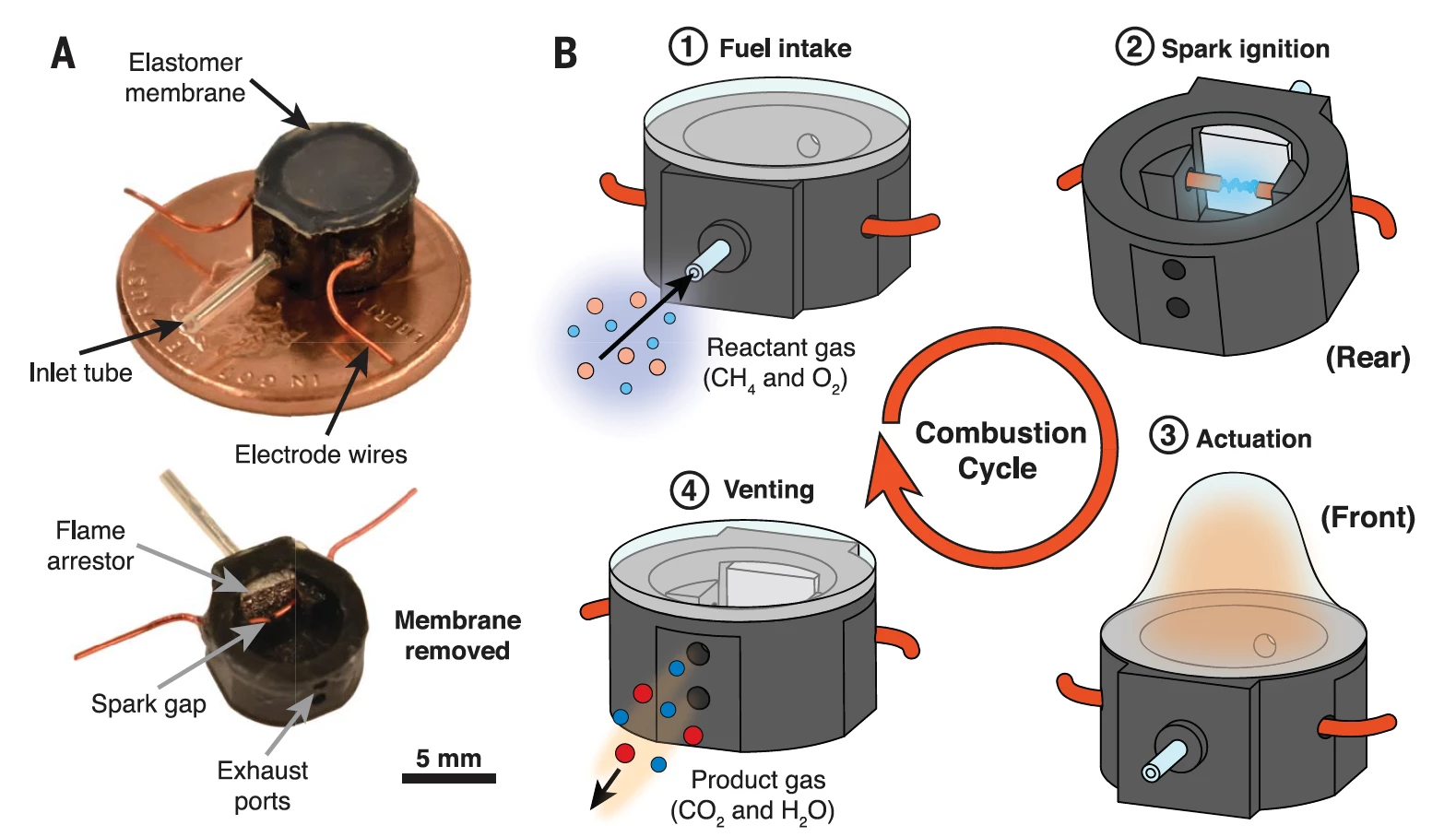The little engines use a flexible membrane over the combustion chamber, which expands outward on ignition, then snaps back into place
