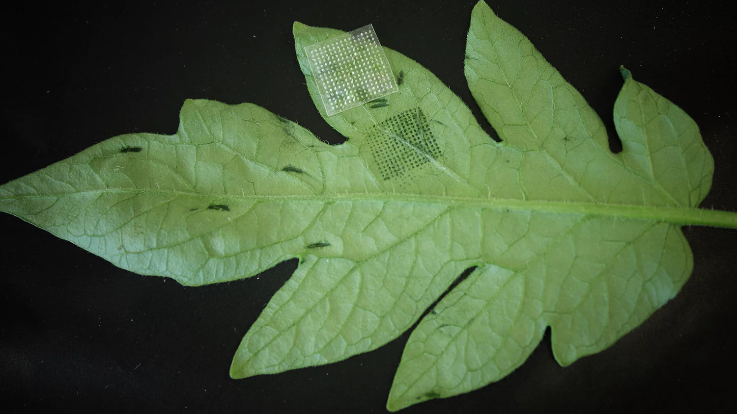 The disposable patch gathers genetic material containing both plant DNA, and the DNA of disease-causing organisms