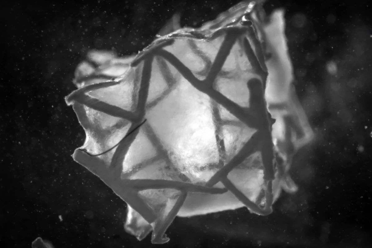 A novel 3D-printed heart patch seals and regenerates