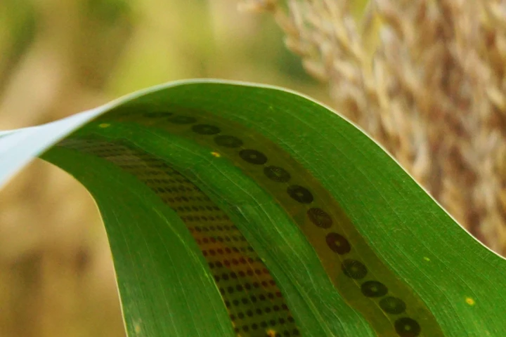 Two of the sensor strips, applied to the leaf of a corn plant