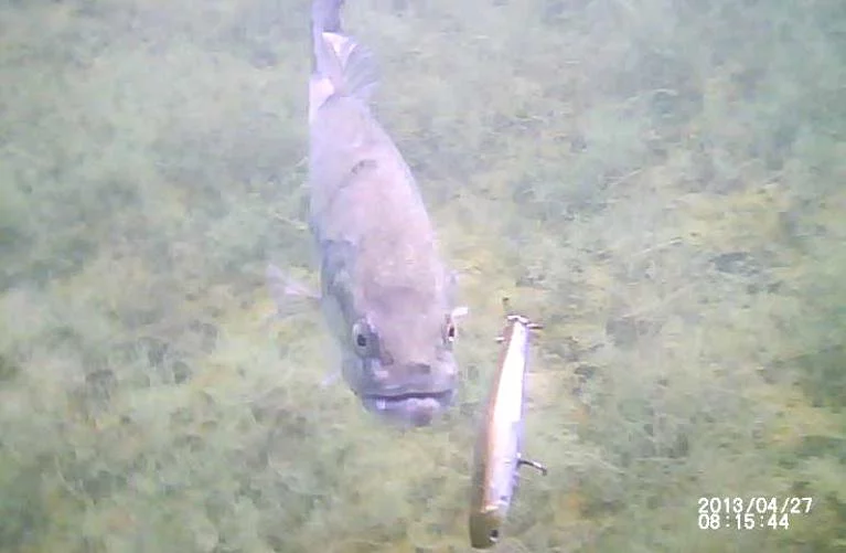 A Strike Cam video still of a bass checking out a lure