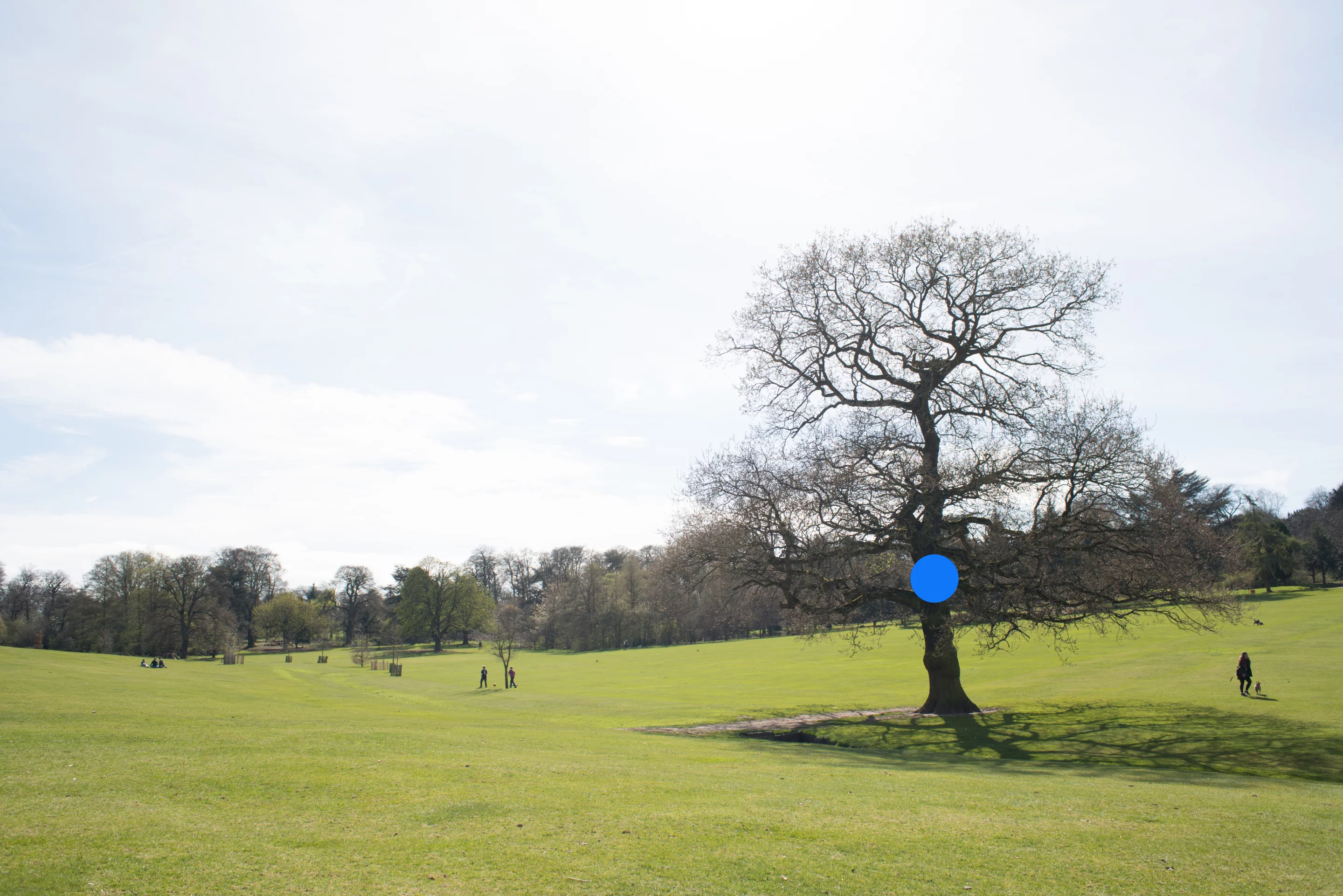 This photo was taken with spot metering with the tree as the subject, and as a result has over-exposed the bright sky