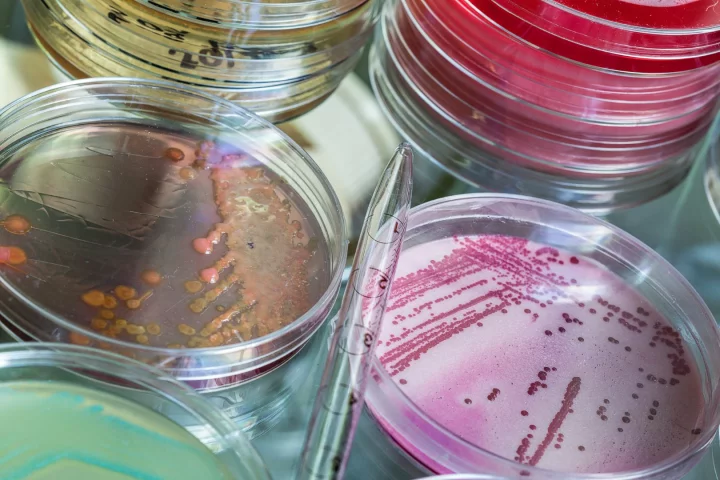 Caltech researchers are using directed evolution to make bacteria create new antibiotics