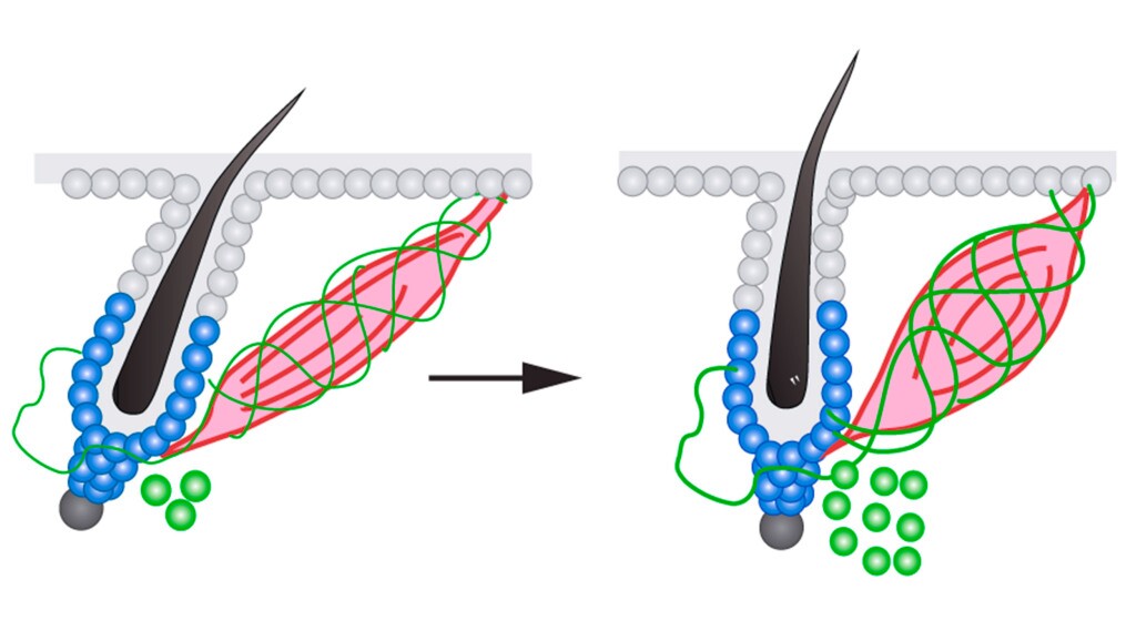 A diagram showing what happens when we get goosebumps – when it gets cold, the sympathetic nerve (green) causes the muscle (pink) to contract, raising the hair. But its' now also known to stimulate the hair follicle stem cells (blue) to begin growing new hair.