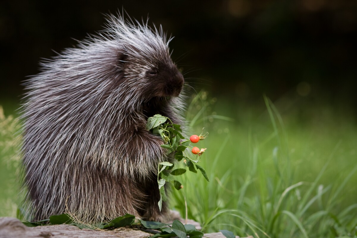 Prickly porcupine quills may hold clues for medical technology