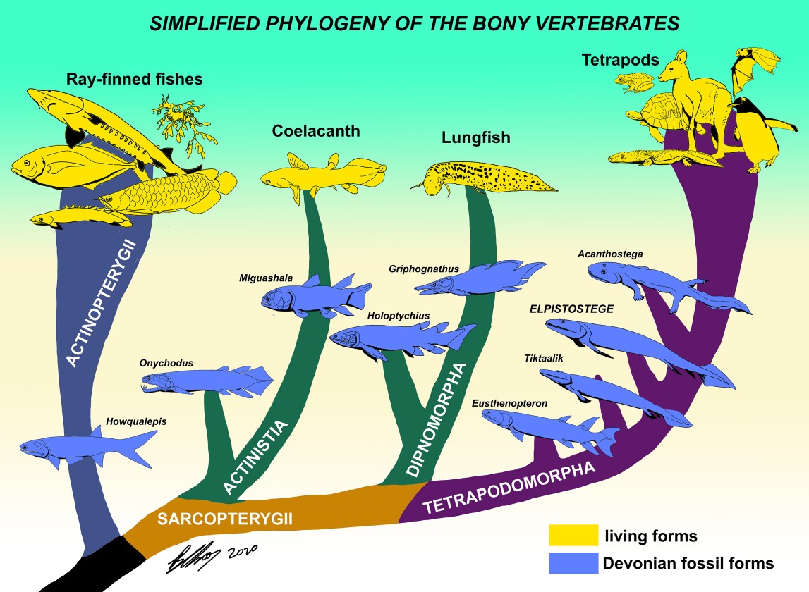 Extraordinary fossil isolates the moment fish began evolving fingers