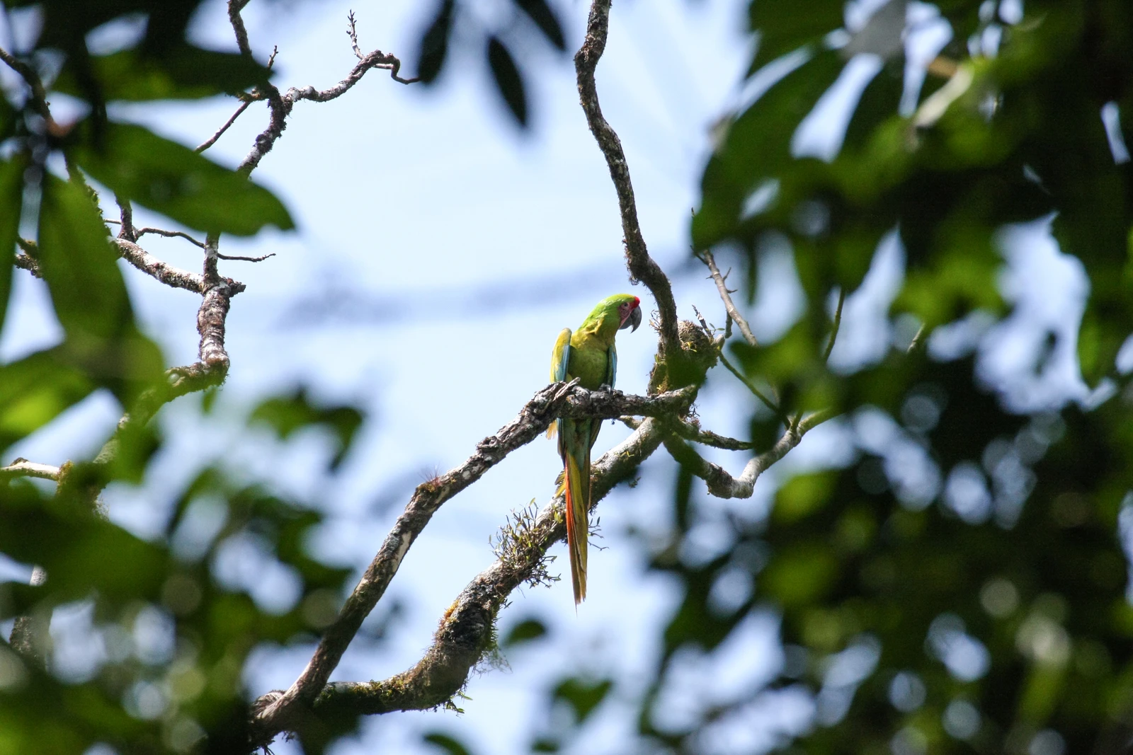 A Great Green Macaw, which is extremely rare in other places but seems to be relatively common in the White City area