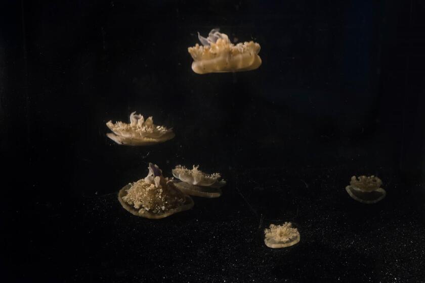 Researchers studied the changes in pulsing behavior in the jellyfish to understand when and how they entered sleep-like states