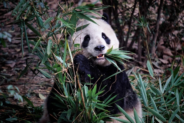 Although giant pandas visually "pop" when viewed close-up by humans at zoos, such is reportedly not the case in the wild