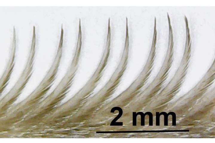 The serrated edge of an owl feather