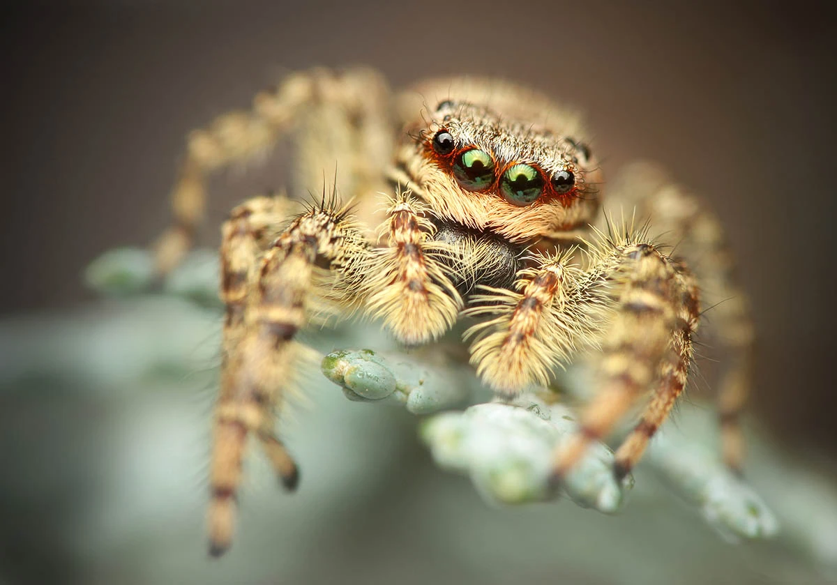 Finalist: Jumping Spider