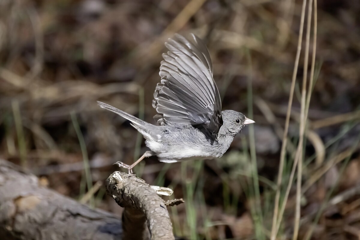 COVID lockdowns changed the beak shape of these city birds