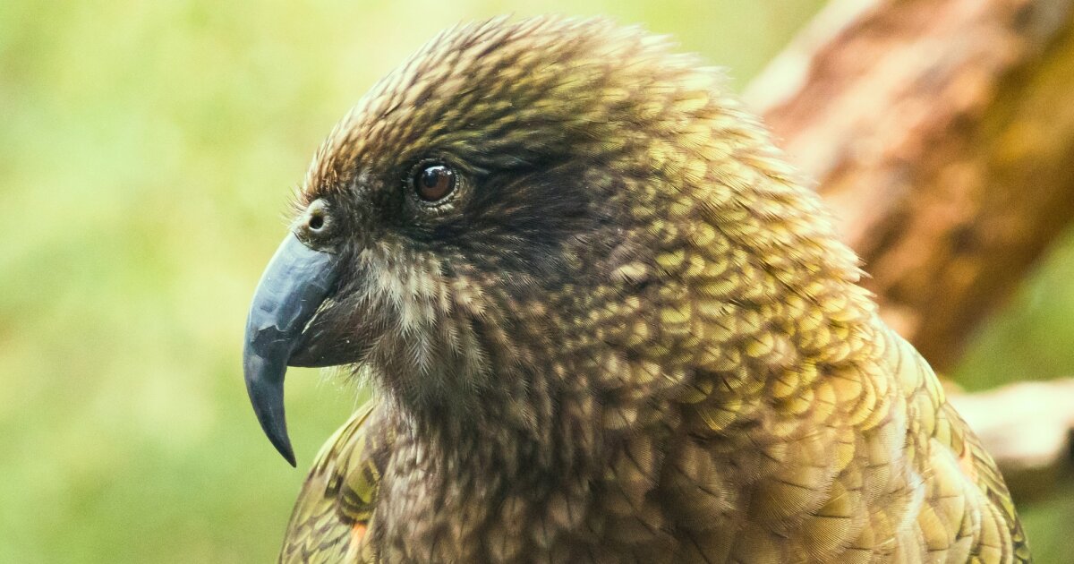 Watch: Disabled parrot takes up jousting to stay king of the keas