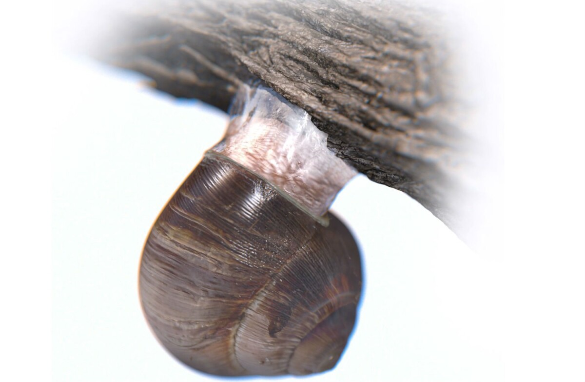 Snails anchor themselves in place using a structure known as an epiphragm which works its way into the pores of even seemingly smooth surfaces and hardens, providing adhesion which is reversible when the slime becomes moist again