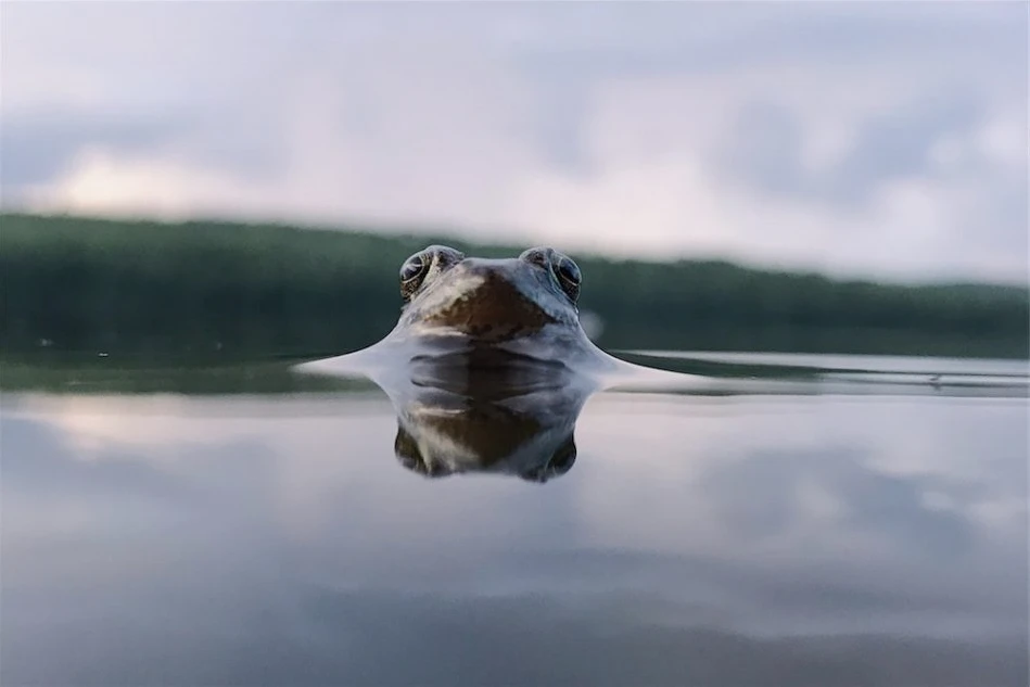 Honorable mention in the animals category of the 2018 iPhone Photography Awards