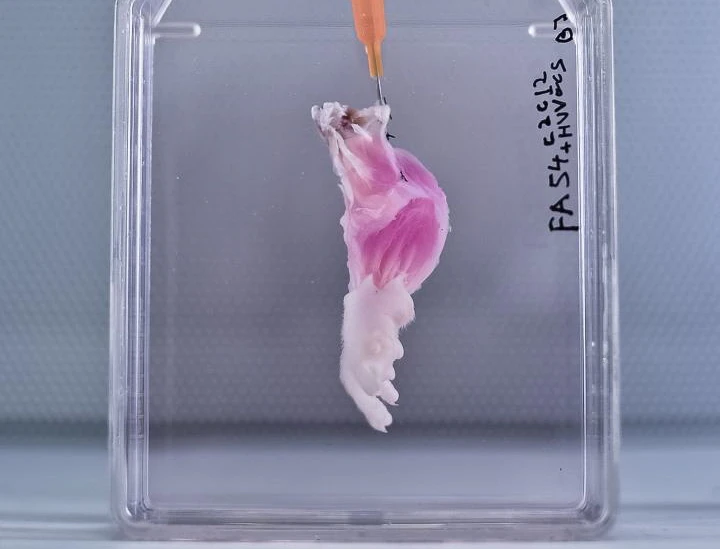 The rat forelimb in its bioreactor