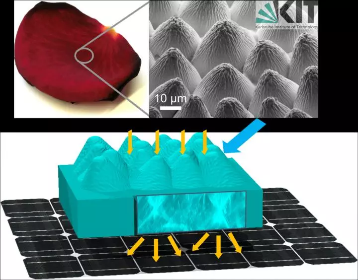 The image at the upper right shows the magnified surface of the rose petal, which was duplicated and applied to a solar cell to boost its effeciency