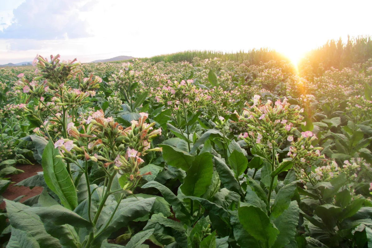Boeing plans to harness South African farmers' knowledge of tobacco growing to produce sustainable biofuel