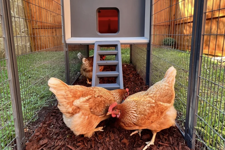 What the cluck: You'll instantly know how your birds are feeling