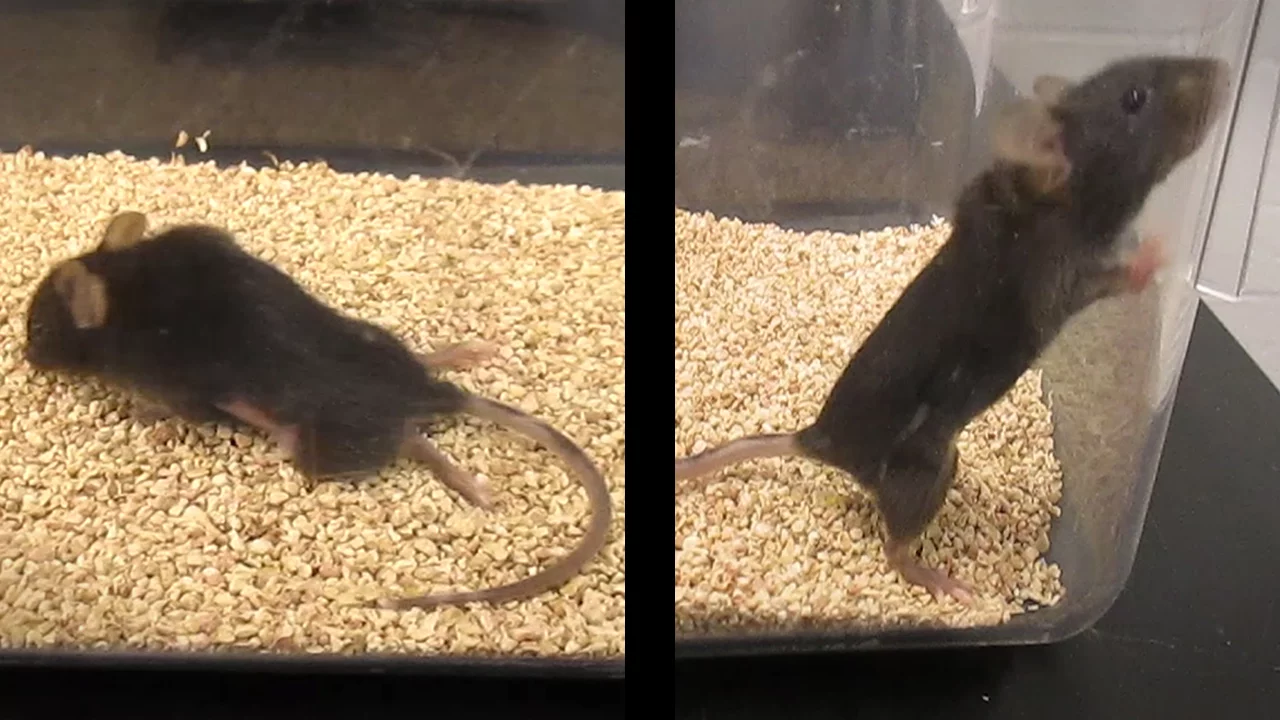 Before receiving treatment, the mouse (left) could only move by dragging its body with its forelimbs – after the treatment (right), it regained nearly full mobility of its limbs and tail