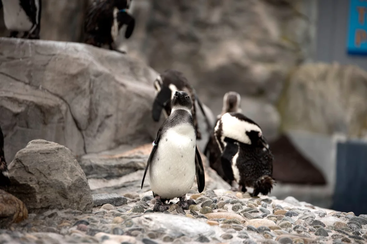 Purps the penguin found himself in the hands of 3D printing experts after an injury severely affected his ability to move around