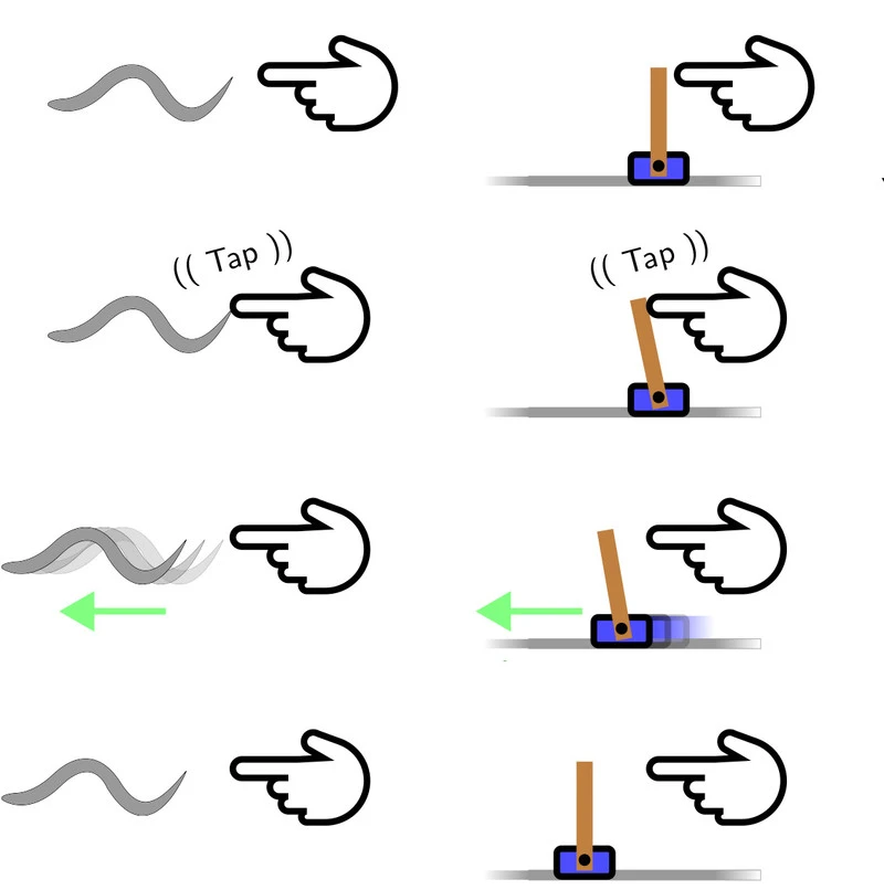 Making use of C. elegans' hard-wired instinct to move away from touch, the researchers trained the virtual worm to balance a vertical pole on its tail