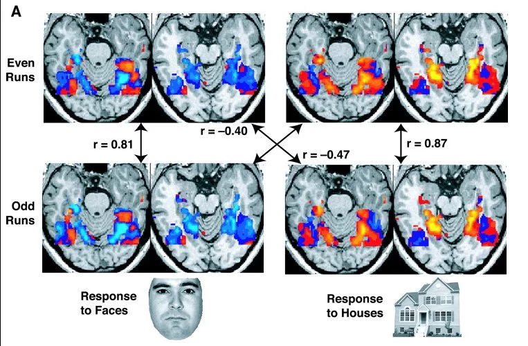 fMRI scans of a subject looking at faces and looking at houses (Photo: NIMH)