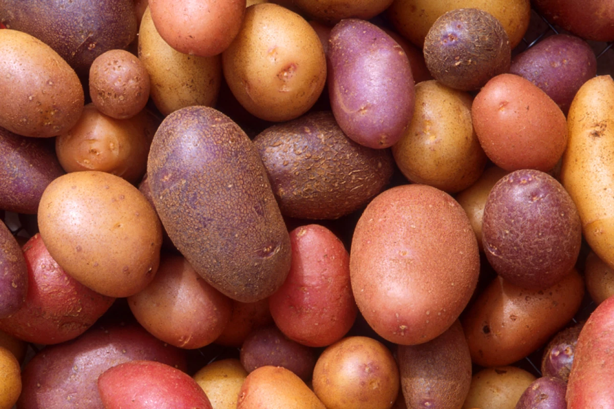 The humble spud can get an antioxidant boost from an electric current or ultrasound waves
