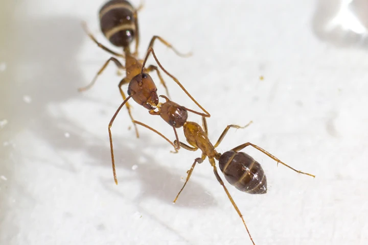 Ants aren't the only critters to exchange fluids through this process, known as trophallaxis