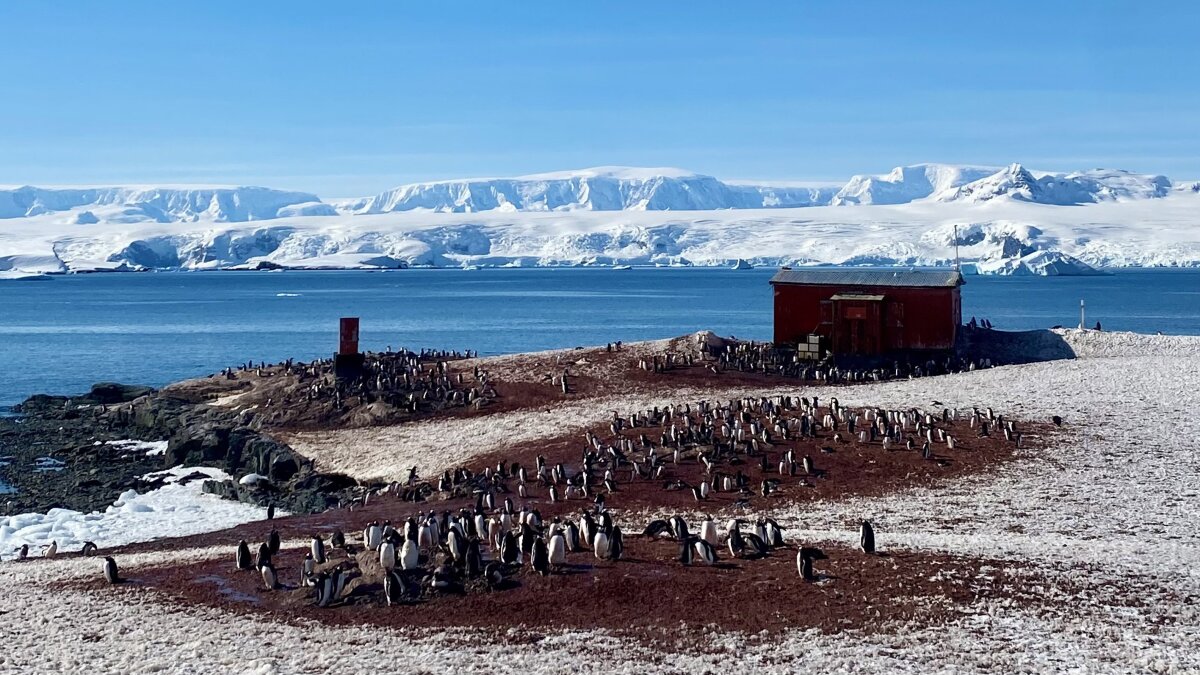 Antarctica's waters are warming – I know, because I jumped in