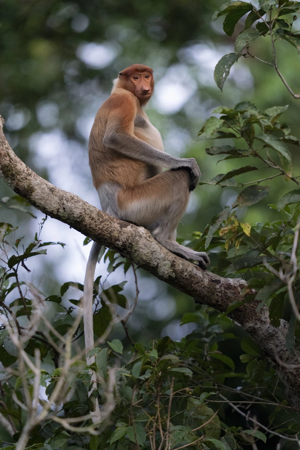 Winner, Young Travel Photographer of the Year 2019 aged 15-18. Kinabatangan River, Borneo, Malaysia