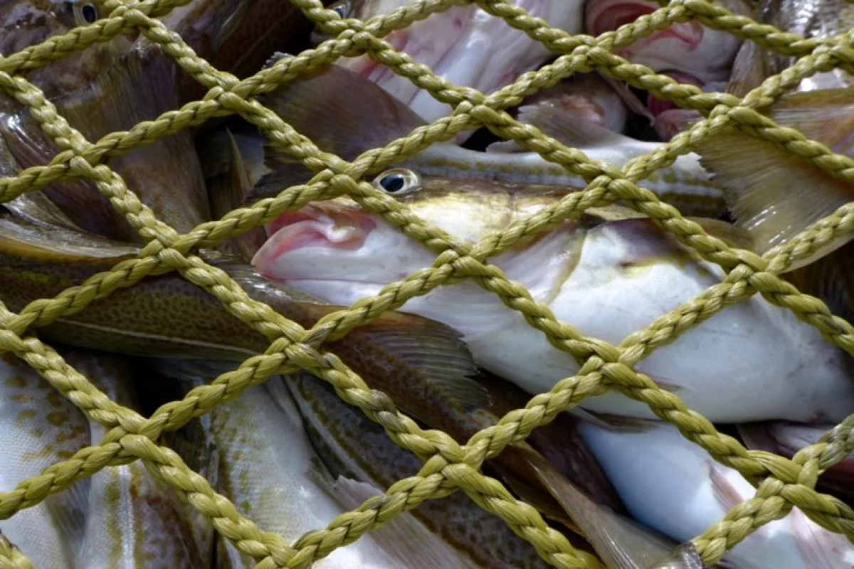 Freshly-caught cod – freeze it or leave it?