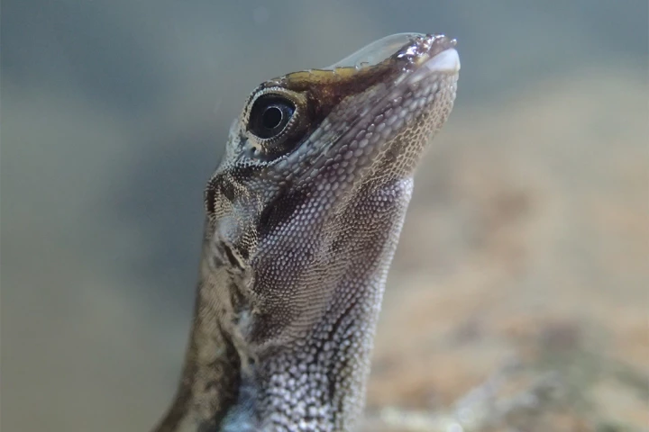 An anole lizard – still sporting its bubble after coming out of the water
