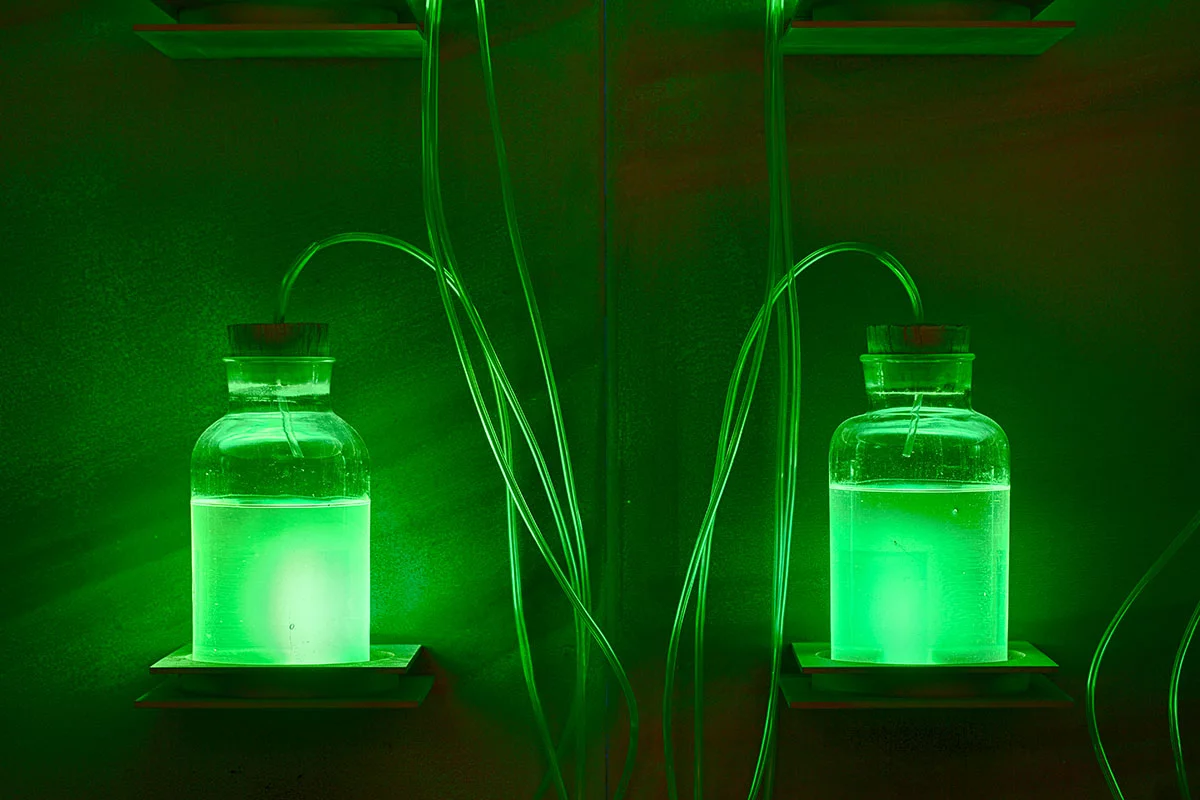 This display at the Museo della Merda shows bioluminescence from genetically modified bacteria feeding off methane gas produced by anaerobic digesters