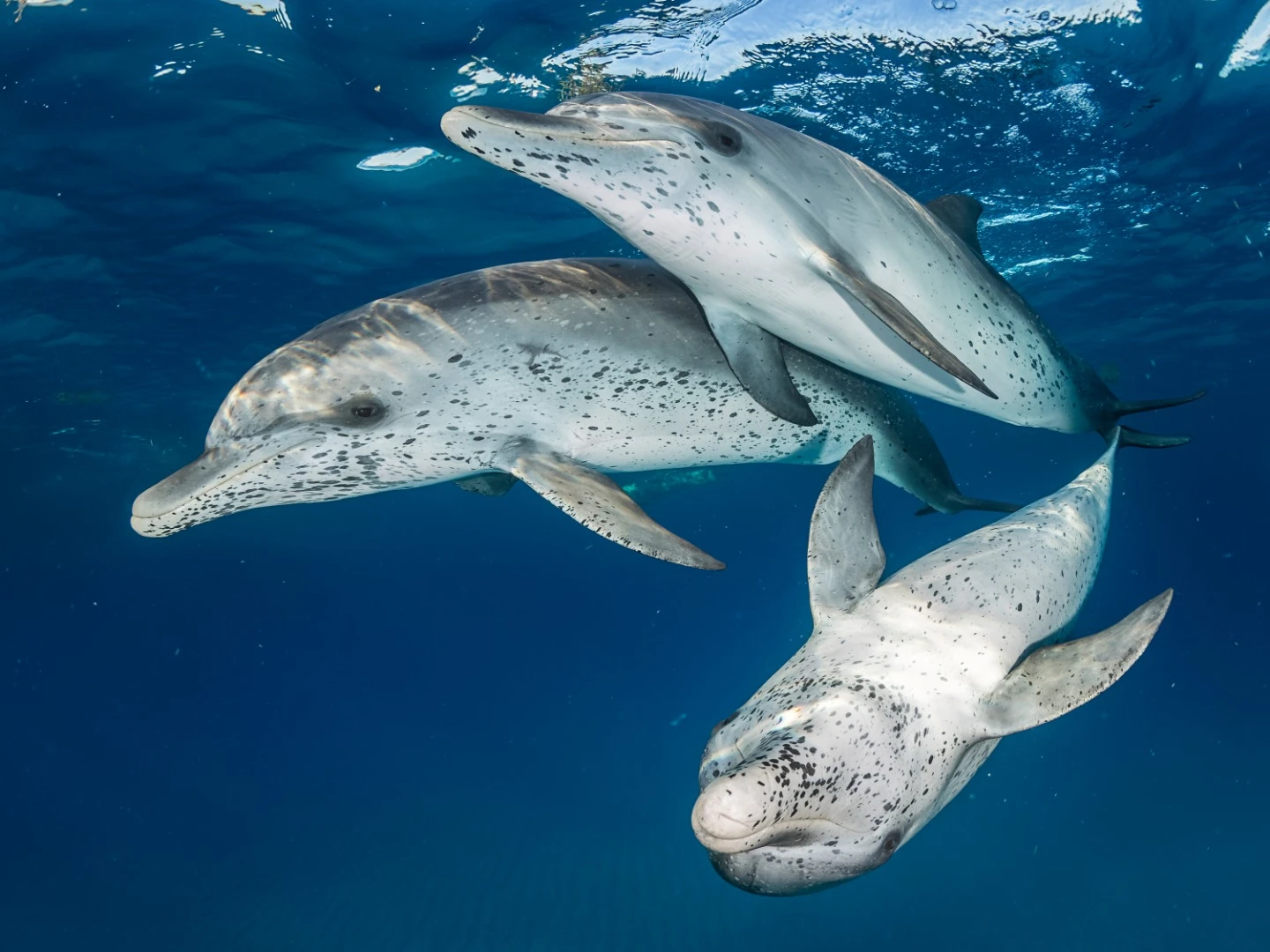 Winner in the Mirrorless Wide Angle category. Swimming with a pod of spotted dolphins in Bimini, Bahamas