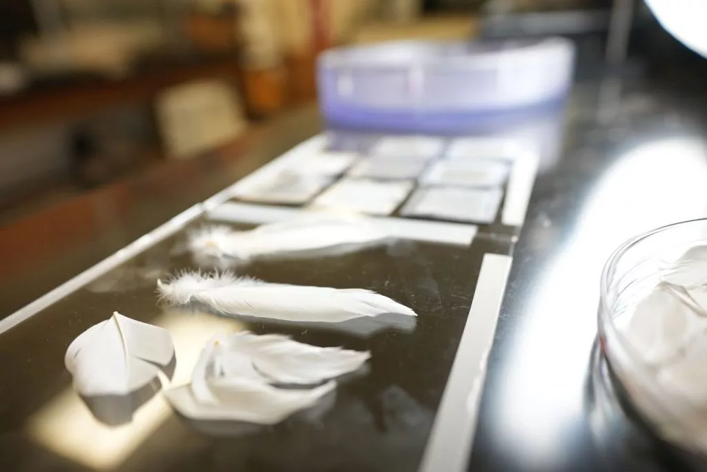 The team compared real and synthetic duck feathers in the lab, and found that both performed well at repelling water