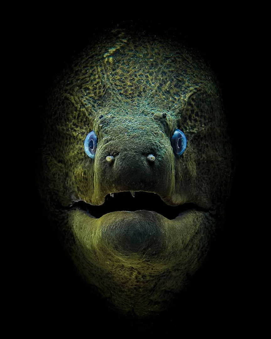 First place in the Compact Camera category went to Jamie Hall's shot of a curious giant moray eel