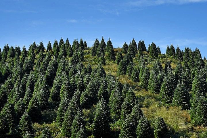 Researchers have genetically enhanced the Fraser fir to create a taller, prettier Christmas tree that's more likely to retain its needles