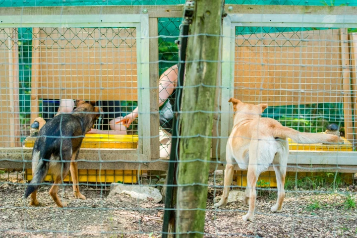 The testing setup, in which one dog (or wolf) can see another getting more or better treats