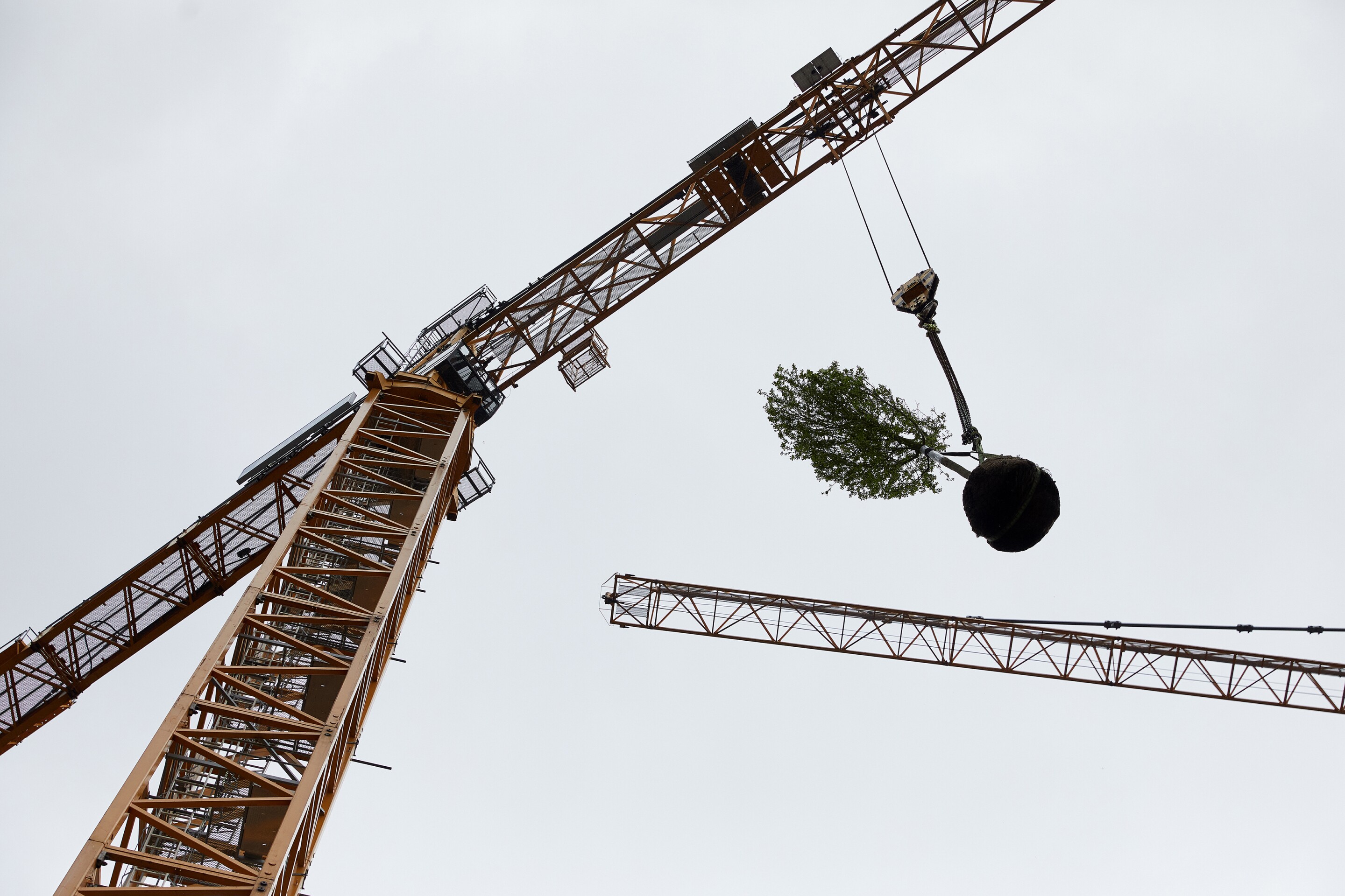 The Wonderwoods Vertical Forest is currently under construction and trees are being craned into position
