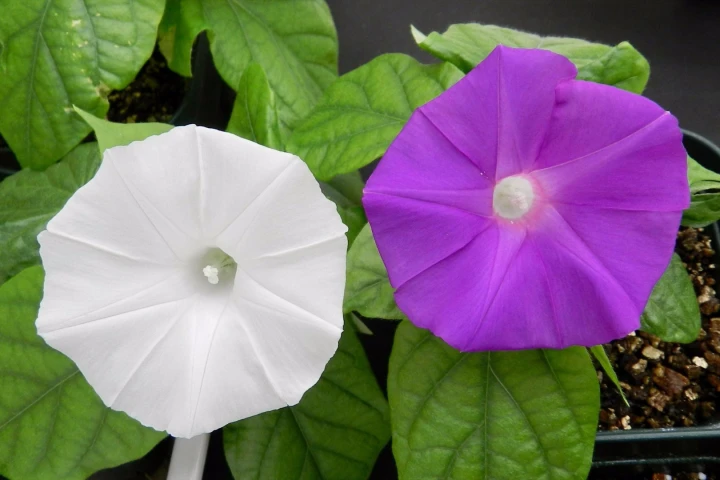Researchers have used the CRISPR gene-editing tool to change the color of the Japanese morning glory flower from violet to pure white