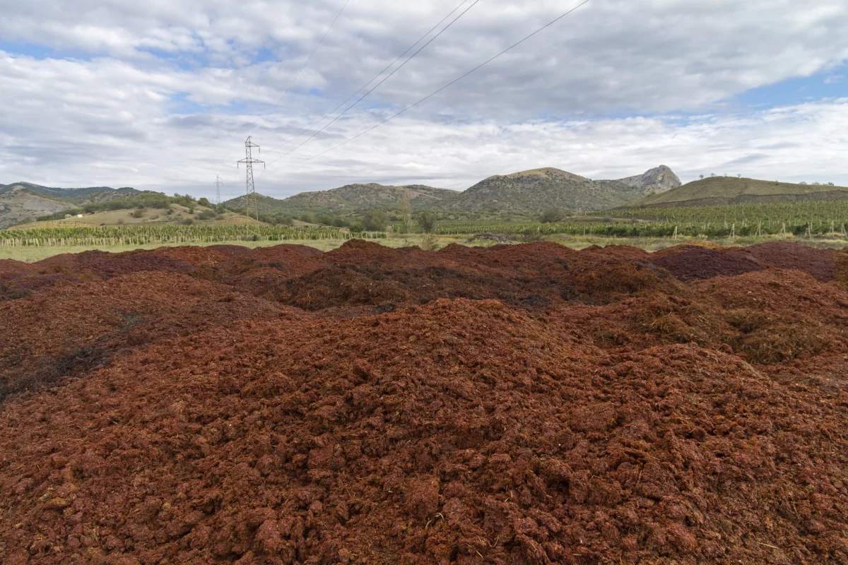 Mounds of grape marc could be made into litres of biofuel