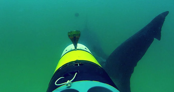 The research team was able to tag four sharks, but most of the interactions were with untagged sharks
